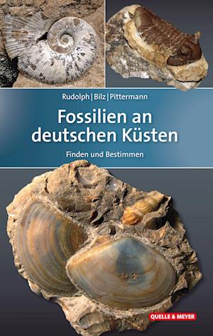 Fossilien an deutschen Küsten