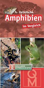 Heimische Amphibien im Vergleich