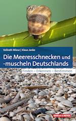 Die Meeresschnecken und -muscheln Deutschlands