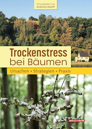 Trockenstress bei Bäumen