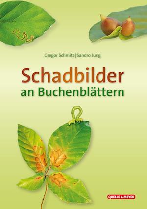 Schadbilder an Buchenblättern