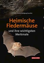 Heimische Fledermäuse und ihre wichtigsten Merkmale