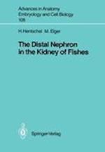The Distal Nephron in the Kidney of Fishes
