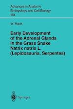 Early Development of the Adrenal Glands in the Grass Snake Natrix natrix L. (Lepidosauria, Serpentes)