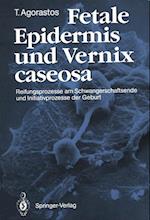 Fetale Epidermis und Vernix caseosa