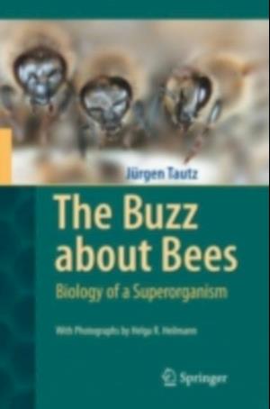 Buzz about Bees