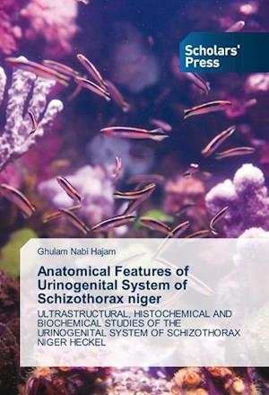 Anatomical Features of Urinogenital System of Schizothorax niger