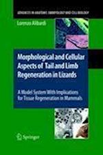 Morphological and Cellular Aspects of Tail and Limb Regeneration in Lizards