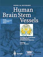 Human Brain Stem Vessels