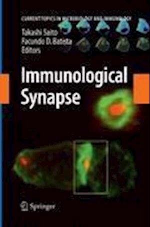 Immunological Synapse