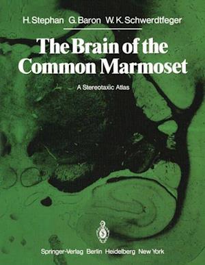 Brain of the Common Marmoset (Callithrix jacchus)