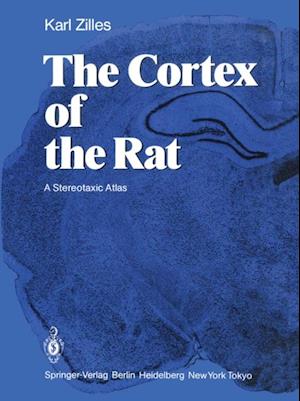 Cortex of the Rat