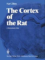 Cortex of the Rat