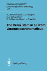 Brain Stem in a Lizard, Varanus exanthematicus