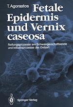 Fetale Epidermis und Vernix caseosa