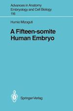 Fifteen-somite Human Embryo