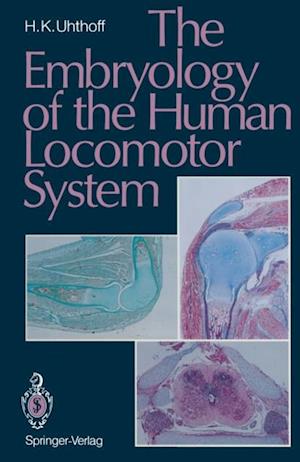 Embryology of the Human Locomotor System