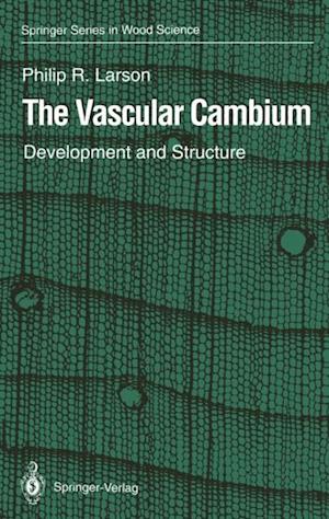 Vascular Cambium