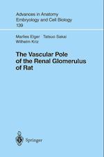 Vascular Pole of the Renal Glomerulus of Rat