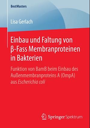 Einbau und Faltung von ß-Fass Membranproteinen in Bakterien