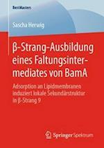 ß-Strang-Ausbildung eines Faltungsintermediates von BamA