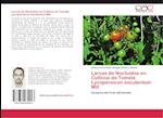 Larvas de Noctuidos en Cultivos de Tomate Lycopersicon esculentum Mill