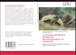 La tortuga del Bolsón (Gopherus flavomarginatus) en cautiverio