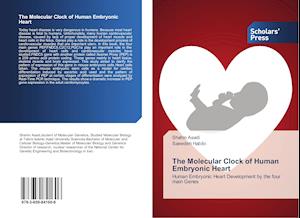 The Molecular Clock of Human Embryonic Heart