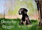 Deutsche Doggen / Geburtstagskalender (Wandkalender immerwährend DIN A3 quer)