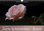 Zarte Schönheiten - Rosen (Wandkalender immerwährend DIN A4 quer)
