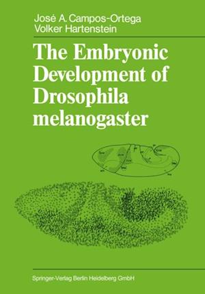 Embryonic Development of Drosophila melanogaster