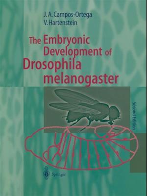 Embryonic Development of Drosophila melanogaster