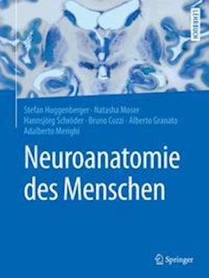 Neuroanatomie des Menschen