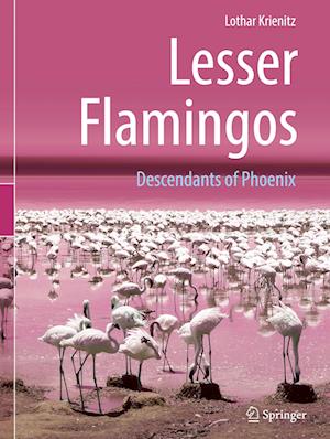 Lesser Flamingos