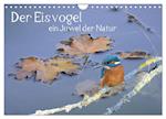 Der Eisvogel, ein Juwel der Natur (Wandkalender 2024 DIN A4 quer), CALVENDO Monatskalender