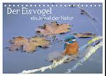 Der Eisvogel, ein Juwel der Natur (Tischkalender 2024 DIN A5 quer)
