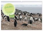 Antarktis Auf der Entdeckung ihrer Tierwelt (Wandkalender 2024 DIN A2 quer)