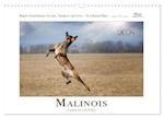 Malinois - Partner auf vier Pfoten (Wandkalender 2024 DIN A3 quer)