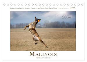 Malinois - Partner auf vier Pfoten (Tischkalender 2024 DIN A5 quer)