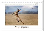 Malinois - Partner auf vier Pfoten (Tischkalender 2024 DIN A5 quer)