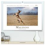 Malinois - Partner auf vier Pfoten (Premium, hochwertiger DIN A2 Wandkalender 2024, Kunstdruck in Hochglanz)
