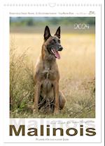 Malinois - Ein Hund für hohe Ansprüche (Wandkalender 2024 DIN A3 hoch), CALVENDO Monatskalender