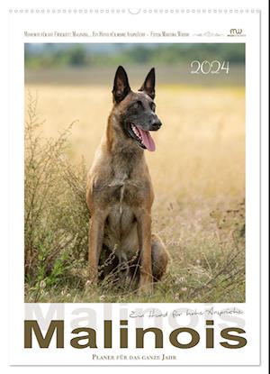 Malinois - Ein Hund für hohe Ansprüche (Wandkalender 2024 DIN A2 hoch), CALVENDO Monatskalender