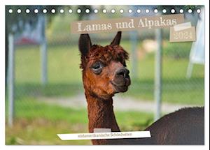 Lamas und Alpakas - südamerikanische Schönheiten (Tischkalender 2024 DIN A5 quer)