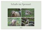 Schafe im Spessart (Wandkalender 2024 DIN A4 quer)