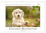 Golden Retriever... Herzenshunde (Wandkalender 2024 DIN A4 quer)