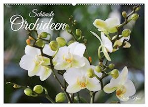 Schönste Orchideen (Wandkalender 2024 DIN A2 quer)