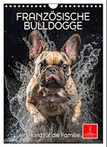 Französische Bulldogge - ein Hund für die Familie (Wandkalender 2024 DIN A4 hoch), CALVENDO Monatskalender
