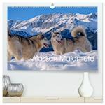 Alaskan Malamute in seinem Element (hochwertiger Premium Wandkalender 2024 DIN A2 quer), Kunstdruck in Hochglanz