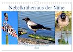 Nebelkrähen aus der Nähe - Faszinierende Vögel am Kurischen Haff (Wandkalender 2024 DIN A4 quer), CALVENDO Monatskalender